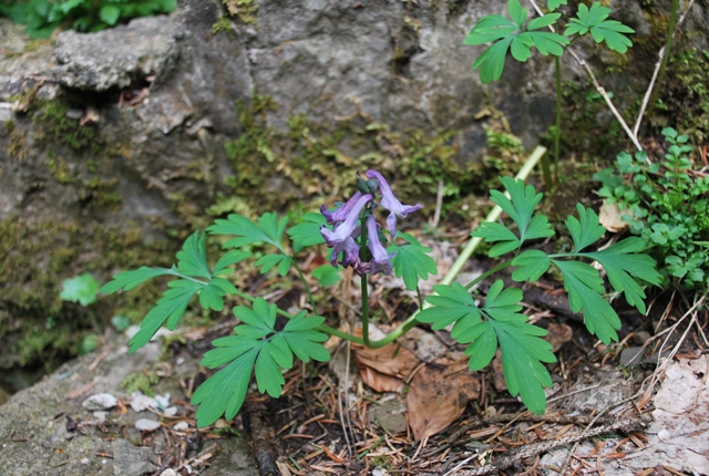 Corydalis cava